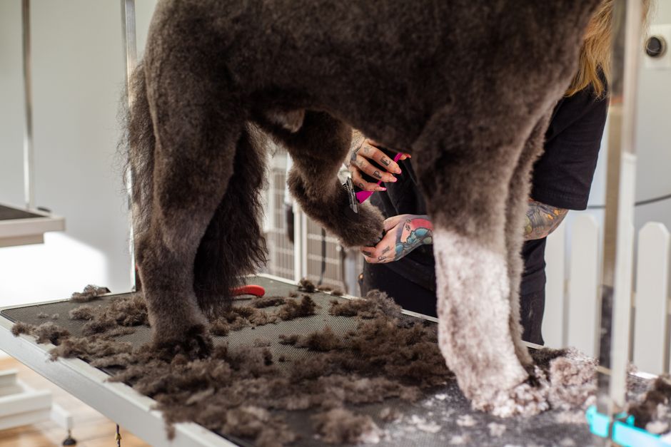 5 Grooming Automations That Pay for the Snapshot in 30 Days
