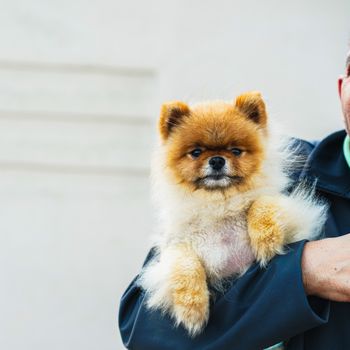 Luna, a Pomeranian
